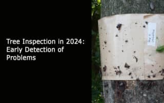 Tree Inspection in 2024 - Early Detection of Problems