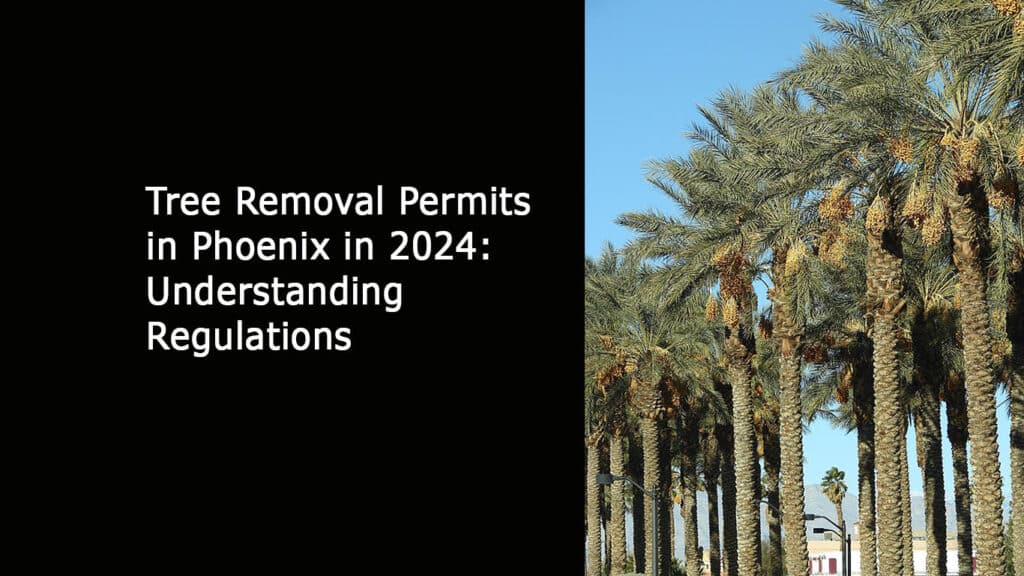 Tree Removal Permits in Phoenix in 2024: Understanding Laws - All About ...