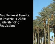 Tree Removal Permits in Phoenix in 2024 - Understanding Regulations