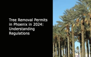 Tree Removal Permits in Phoenix in 2024 - Understanding Regulations