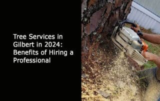 Tree Services in Gilbert in 2024 - Benefits of Hiring a Professional