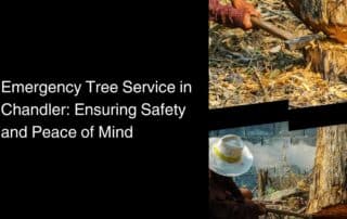 Emergency Tree Service in Chandler -Ensuring Safety and Peace of Mind