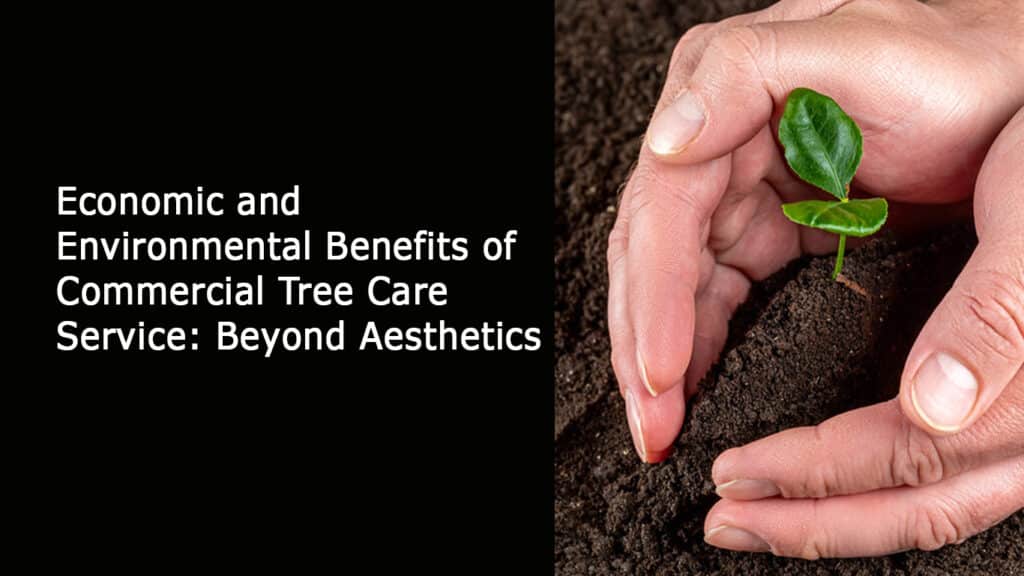 Economic and Environmental Benefits of Commercial Tree Care Service: Beyond Aesthetics