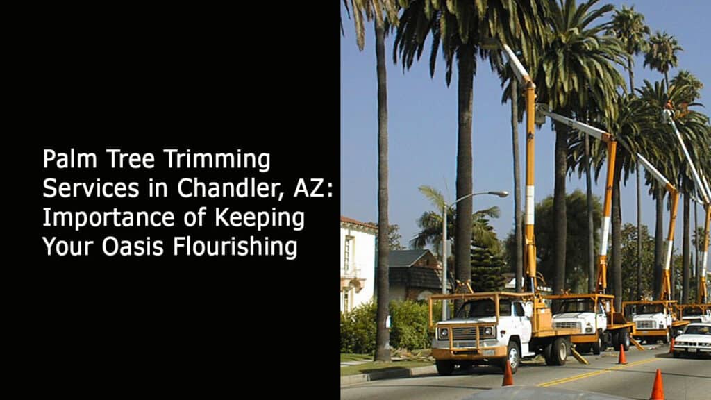 Palm Tree Trimming Services in Chandler AZ - Importance of Keeping Your Oasis Flourishing