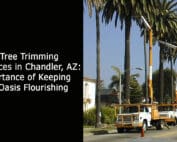 Palm Tree Trimming Services in Chandler AZ - Importance of Keeping Your Oasis Flourishing