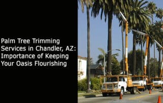 Palm Tree Trimming Services in Chandler AZ - Importance of Keeping Your Oasis Flourishing