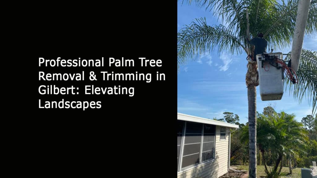 Professional Palm Tree Removal & Trimming in Gilbert - Elevating Landscapes