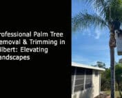 Professional Palm Tree Removal & Trimming in Gilbert - Elevating Landscapes