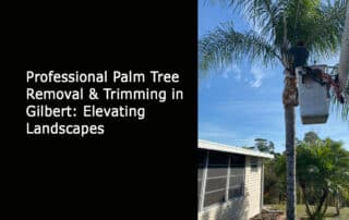 Professional Palm Tree Removal & Trimming in Gilbert - Elevating Landscapes