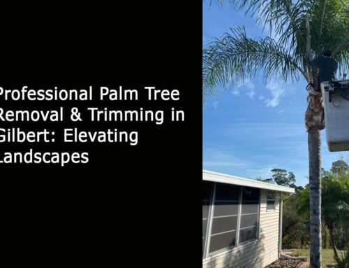 Professional Palm Tree Removal & Trimming in Gilbert: Elevating Landscapes