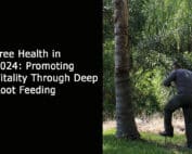 Tree Health in 2024 - Promoting Vitality Through Deep Root Feeding