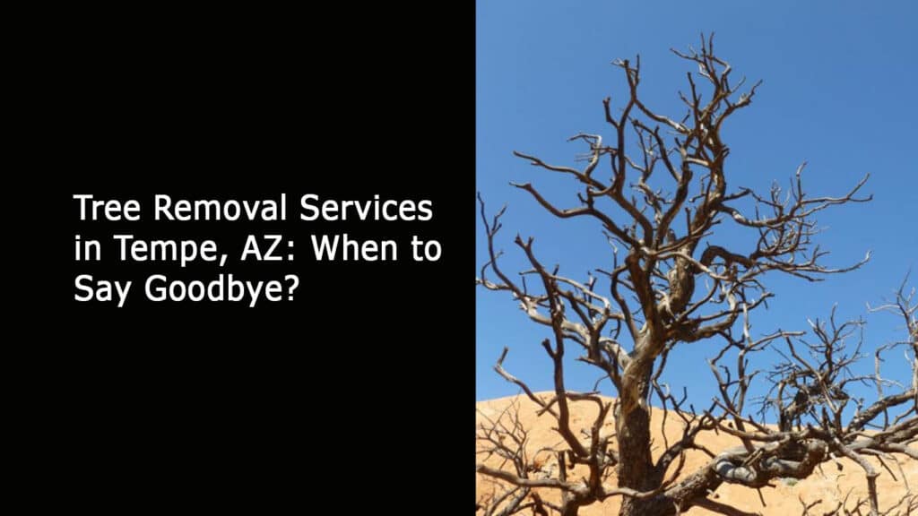 Tree Removal Services in Tempe AZ - When to Say Goodbye