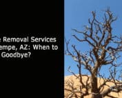 Tree Removal Services in Tempe AZ - When to Say Goodbye