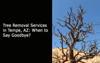 Tree Removal Services in Tempe AZ - When to Say Goodbye