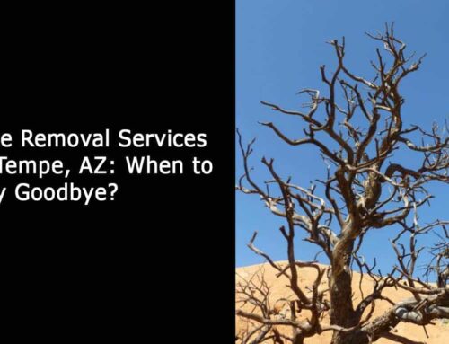 Tree Removal Services in Tempe, AZ: When to Say Goodbye?