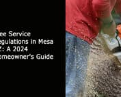 Tree Service Regulations in Mesa AZ - A 2024 Homeowners Guide