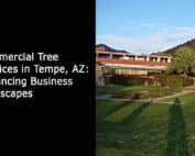 Commercial Tree Services in Tempe, AZ - Enhancing Business Landscapes