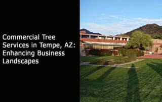 Commercial Tree Services in Tempe, AZ - Enhancing Business Landscapes