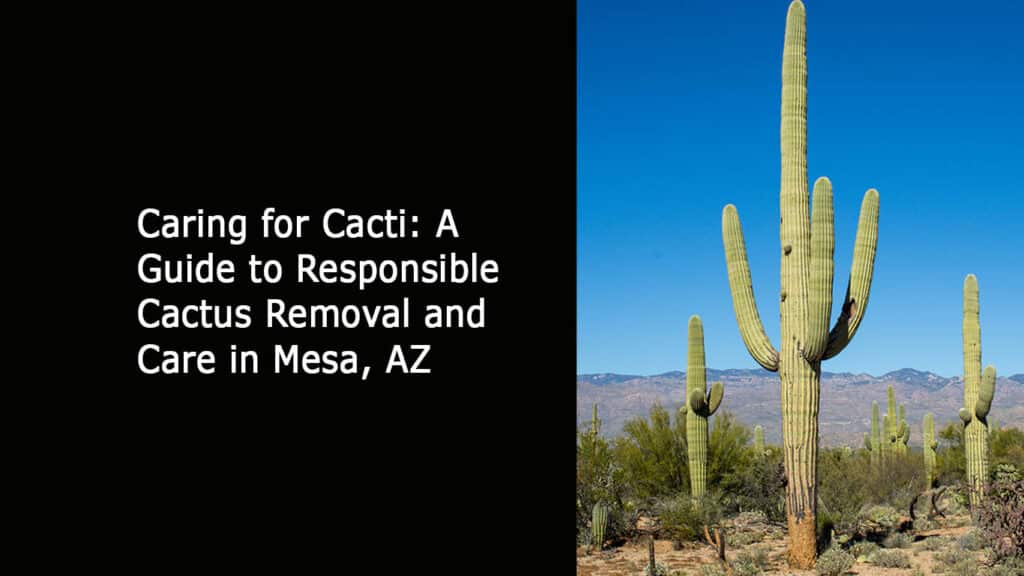 Caring for Cacti - A Guide to Responsible Cactus Removal and Care in Mesa AZ