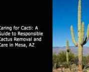 Caring for Cacti - A Guide to Responsible Cactus Removal and Care in Mesa AZ