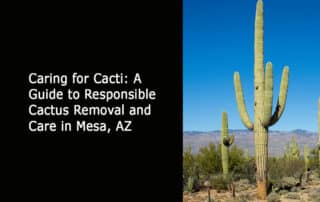 Caring for Cacti - A Guide to Responsible Cactus Removal and Care in Mesa AZ