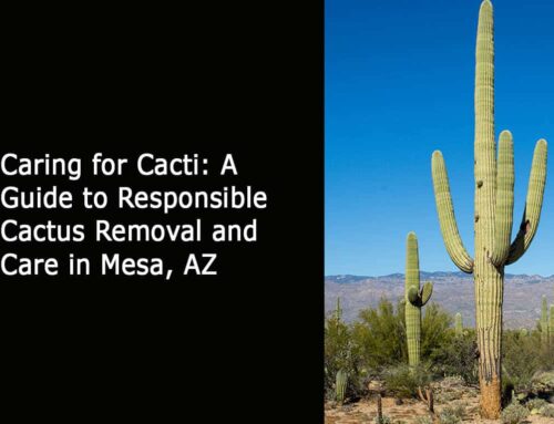 Caring for Cacti: A Guide to Responsible Cactus Removal and Care in Mesa, AZ