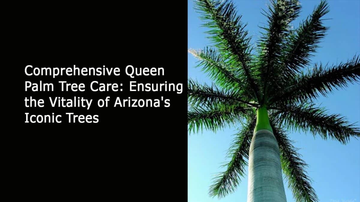 Palm Tree Care: Ensuring the Vitality of Arizona's Queen Palm Tree ...