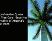 Comprehensive Queen Palm Tree Care - Ensuring the Vitality of Arizona's Iconic Trees