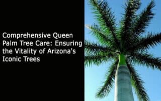 Comprehensive Queen Palm Tree Care - Ensuring the Vitality of Arizona's Iconic Trees