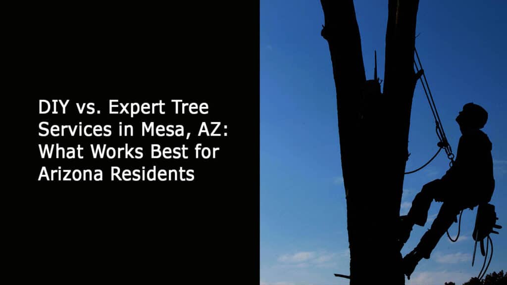 DIY vs Expert Tree Services in Mesa AZ - What Works Best for-Arizona Residents