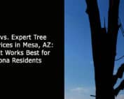 DIY vs Expert Tree Services in Mesa AZ - What Works Best for-Arizona Residents