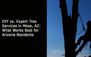 DIY vs Expert Tree Services in Mesa AZ - What Works Best for-Arizona Residents