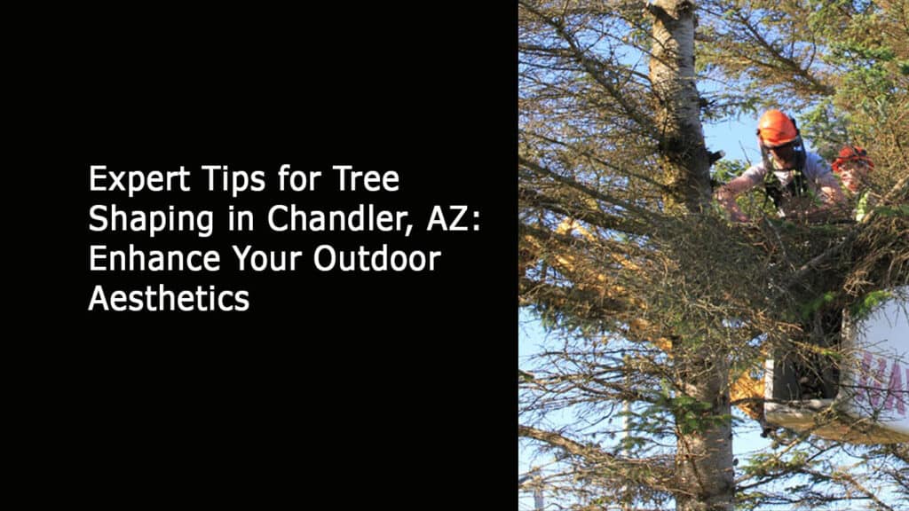 Expert Tips for Tree Shaping in Chandler AZ - Enhance Your Outdoor Aesthetics