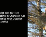 Expert Tips for Tree Shaping in Chandler AZ - Enhance Your Outdoor Aesthetics