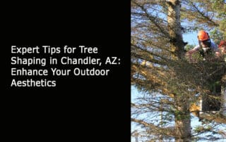 Expert Tips for Tree Shaping in Chandler AZ - Enhance Your Outdoor Aesthetics