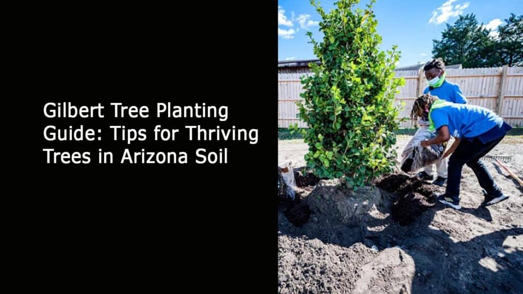 Gilbert Tree Planting Guide - Tips for Thriving Trees in Arizona Soil