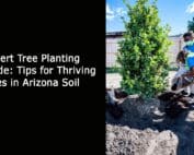 Gilbert Tree Planting Guide - Tips for Thriving Trees in Arizona Soil