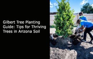 Gilbert Tree Planting Guide - Tips for Thriving Trees in Arizona Soil