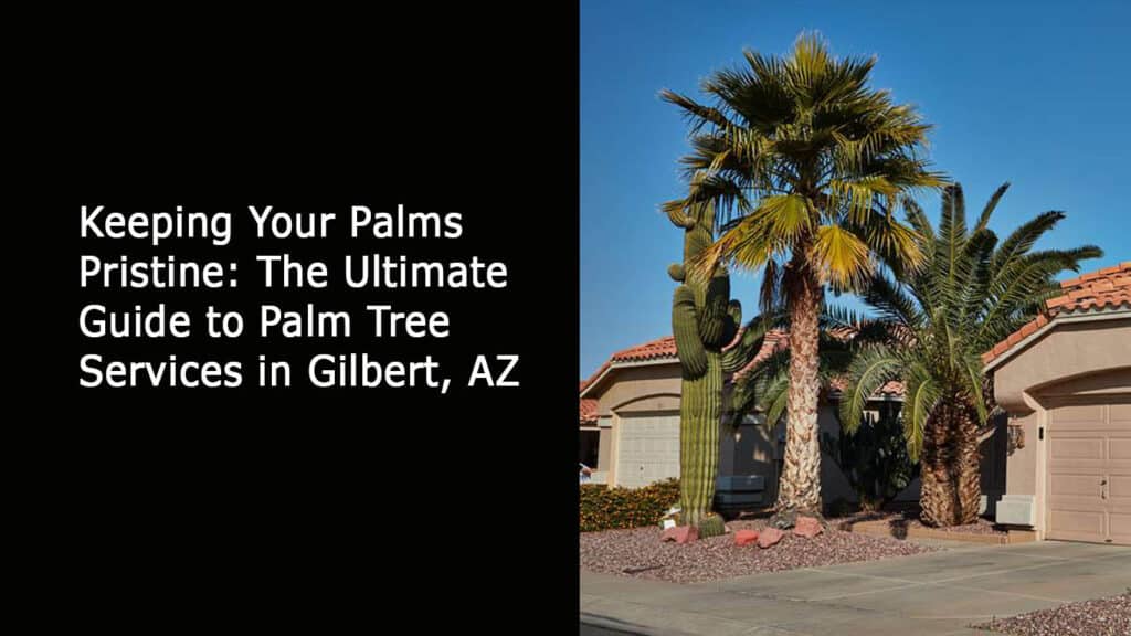 Keeping Your Palms Pristine - The Ultimate Guide to Palm Tree Services in Gilbert AZ