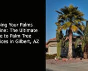 Keeping Your Palms Pristine - The Ultimate Guide to Palm Tree Services in Gilbert AZ