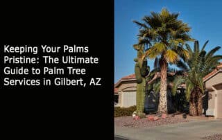 Keeping Your Palms Pristine - The Ultimate Guide to Palm Tree Services in Gilbert AZ