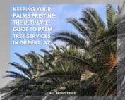 Keeping-Your-Palms-Pristine-The-Ultimate-Guide-to-Palm-Tree-Services-in-Gilbert-AZ