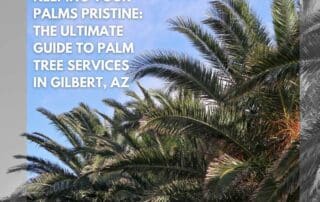 Keeping-Your-Palms-Pristine-The-Ultimate-Guide-to-Palm-Tree-Services-in-Gilbert-AZ