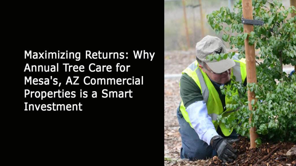 Maximizing Returns - Why Annual Tree Care for Mesas AZ Commercial Properties is a Smart Investment