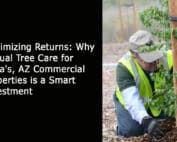 Maximizing Returns - Why Annual Tree Care for Mesas AZ Commercial Properties is a Smart Investment