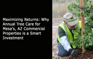 Maximizing Returns - Why Annual Tree Care for Mesas AZ Commercial Properties is a Smart Investment