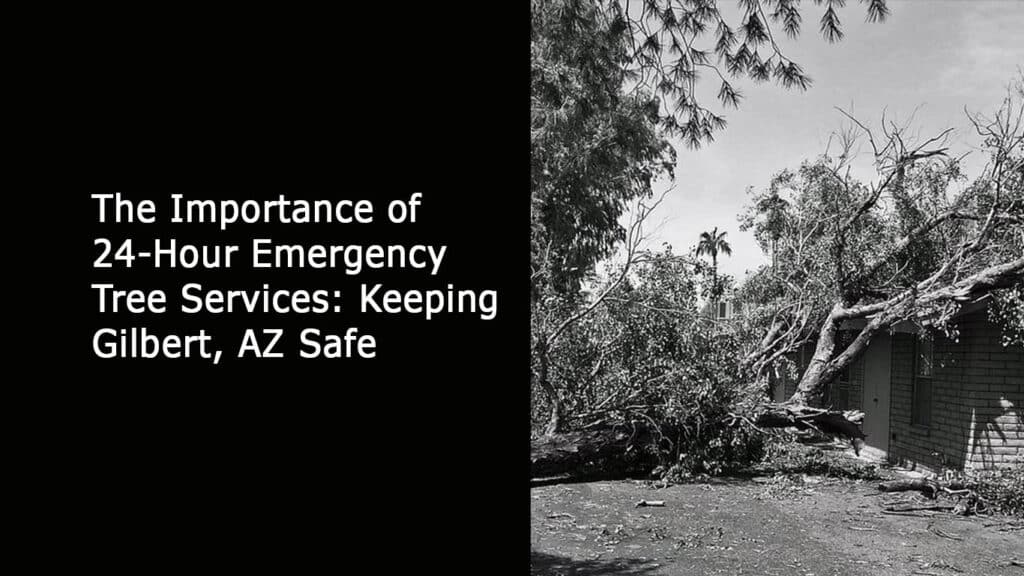 The Importance of 24-Hour Emergency Tree Service-Keeping Gilbert- AZ Safe