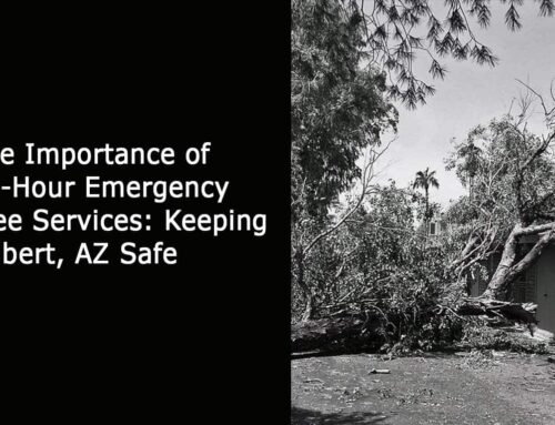 The Importance of 24-Hour Emergency Tree Services: Keeping Gilbert, AZ Safe