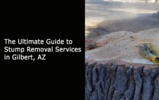 The Ultimate Guide to Stump Removal Services in Gilbert AZ