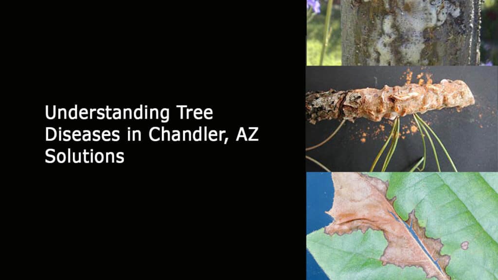 Understanding Tree Diseases in Chandler - AZ Solutions